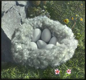 Image: Six Brant Eggs in Nest